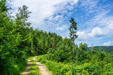 Germany, Hike trail up mountain Kapf near oberbrechtal in black forest holiday region