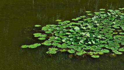 Waterlillies in Tiergarten.