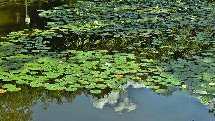 Obraz na płótnie Canvas Photograph of waterlillies in a small lake in Tiergarten, Berlin.