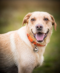 The Golden Labrador