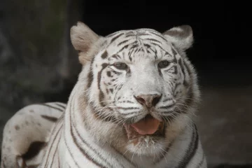 Tuinposter close-up van een witte tijger © nuruddean
