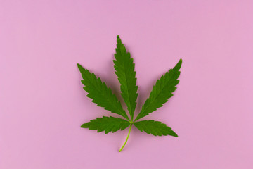 top view marihuana leaf on a bright background