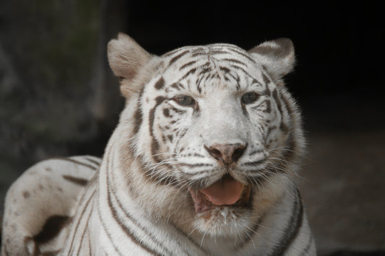 close up of a white tiger