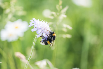 Bee in the field