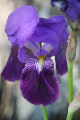 IMG_4847Iris bleu