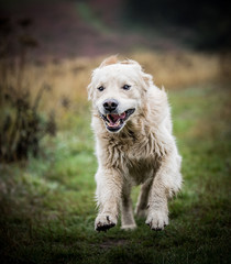The Golden Retriever