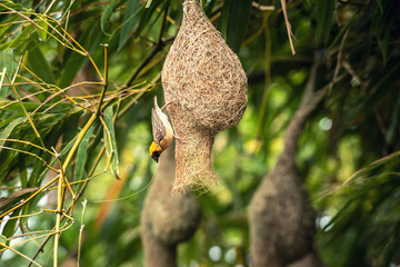 Nature of Wildlife - Weaver Birds Catching on the Nest that Hanging on Bamboo Tree in the Forest