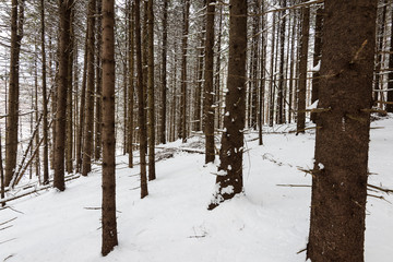 Snowy Pine forest