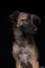 one mongrel dog on a black background. studio shot