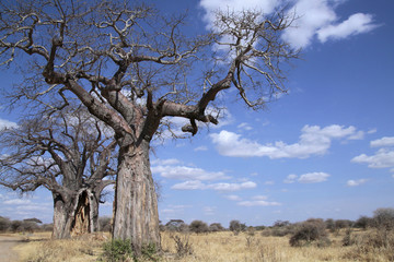 Fototapeta na wymiar Afrikanische Affenbrotbaum (Adansonia digitata), Afrikanischer Baobab