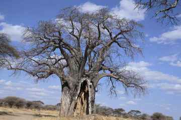 Afrikanische Affenbrotbaum (Adansonia digitata), Afrikanischer Baobab