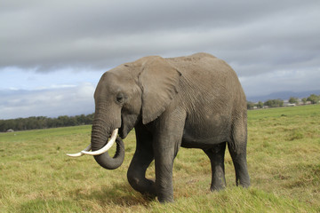 Fototapeta na wymiar Afrikanischer Elefant (Loxodonta africana) in der Steppe, Kenia, Ostafrika