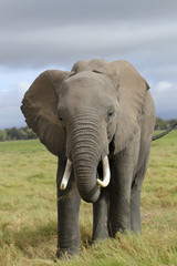Fototapeta na wymiar Afrikanische Elefant (Loxodonta africana), Kenia, Ostafrika