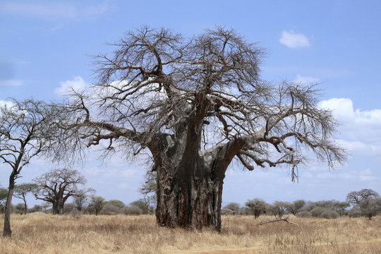 Afrikanische Affenbrotbaum (Adansonia digitata), Afrikanischer Baobab