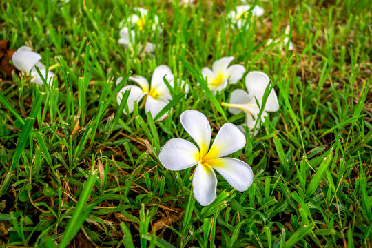 champa flower lying on the greensward background.