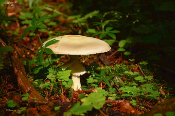 white amanita