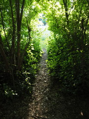 Obraz premium Path in the woods.