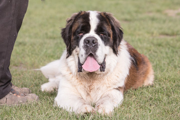 Portrait of saint bernard dog living in belgium