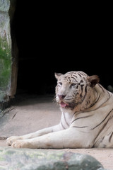 Wildlife of white tiger in the zoo at Thailand