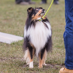 Portrait of Shetland Sheepdog living in belgique