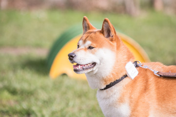 Fototapeta premium portrait of Shiba Inu dog living in belgium