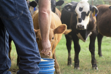 Farmer Feeding His Baby Cows from a Blue Bucket