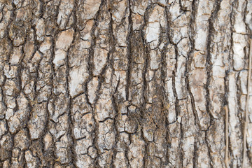 A Background of Tree Bark