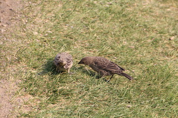 Birds On The Ground, Jasper National Park, Alberta