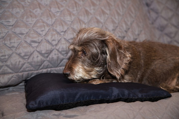 portrait of dachshund dog living belgium