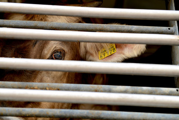 Cow in a truck interior, sad, on the way to the slaughterhouse