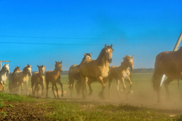 herd of horses running on the field in the dust