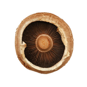 One brown portobello mushroom isolated on white