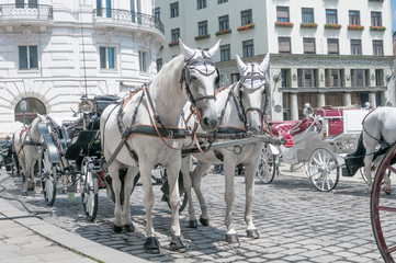 Naklejka na ściany i meble Horses harnessed in a fiacre in downtown, Vienna, Austria