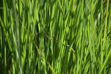 smallweed background macro shot, reed grass juicy green colored as grasses background