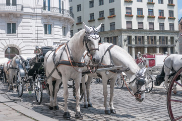 Naklejka na ściany i meble Traditional horse carriage in downtown, Vienna, Austria