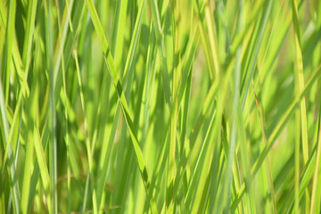 Fototapeta na wymiar blurred bright-green reed grass juicy green colored as grasses background, calamagrostis background in summer