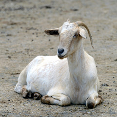 Relaxed goat lying on the ground