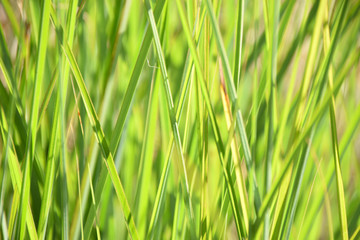 calamagrostis in summer, reed grass juicy bright-green colored as grasses background