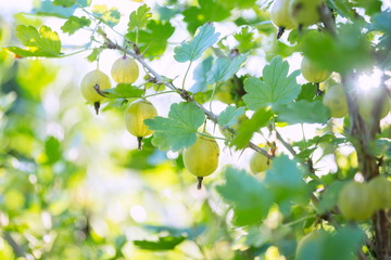 Branch with ripened berries of white gooseberries in sunlight.