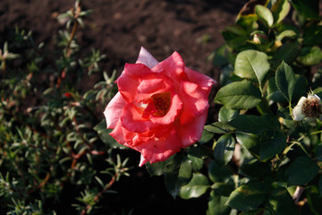 Единственная