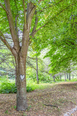 A white heart with black outlines painted on a park tree trunk at Maritsa Park, Dimitrovgrad, Bulgaria