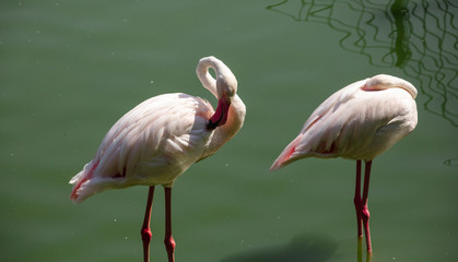 Flamingo in the water. Two Pink Flamingos in the Water Reflection at Zoo. Beautiful pink  flamingo birds.