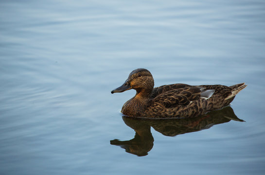 Wild Duck in Pond or Lake with Water Background.  Close up