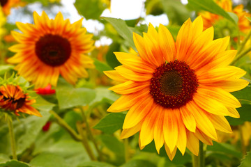 Fototapeta premium beautiful flower bud close-up