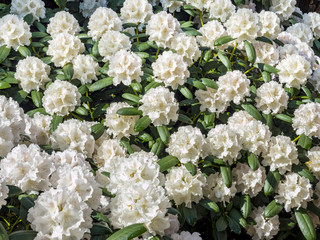 Blooming white rhododendron