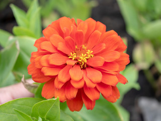Orange Flower Hand