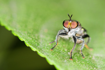 macro shot of a small fly red eye on a green leaf.