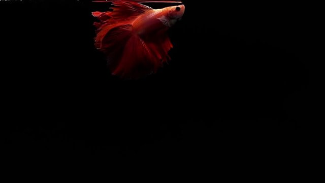 Vibrant red Siamese fighting fish Betta splendens, also known as Thai Fighting Fish or betta, is a species in the gourami family which is popular as an aquarium fish in super slow motion