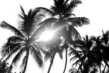 Isolat noir et blanc de palmiers