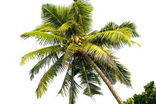 Palm tree on white background isolate